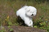 BICHON FRISE 343